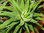 Aloe Vera deshidratada en tiras. Bolsa 1 Kg